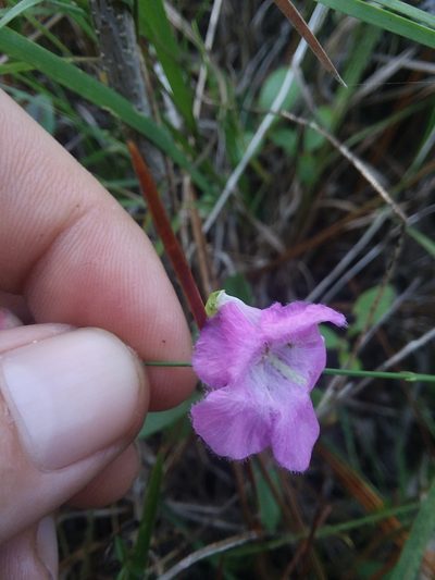 Agalinis oligophylla, photographed by Will McFarland