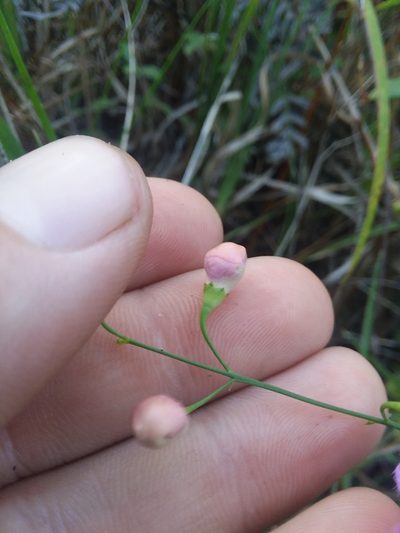 Agalinis oligophylla, photographed by Will McFarland