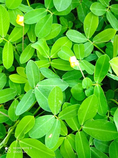 Arachis repens, photographed by Diogo Luiz