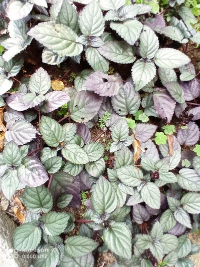 Strobilanthes alternata, photographed by Diogo Luiz