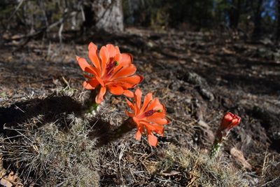 Echinocereus salm-dyckianus, photographed by Alejandro Sigala Chávez