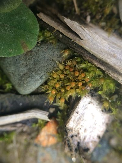 Physcomitrium immersum, photographed by Étienne Lacroix-Carignan