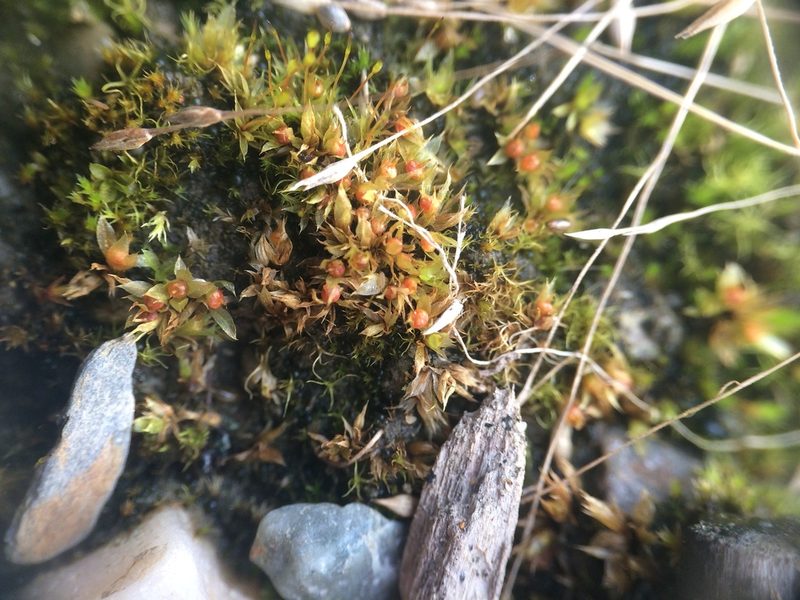 Physcomitrium immersum, photographed by Étienne Lacroix-Carignan