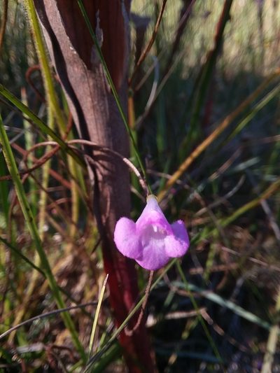 Agalinis filicaulis, photographed by Will McFarland