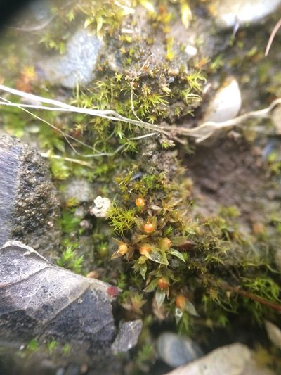 Physcomitrium immersum, photographed by Étienne Lacroix-Carignan