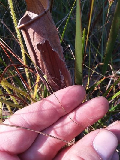 Agalinis filicaulis, photographed by Will McFarland