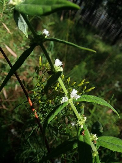 Lycopus amplectens, photographed by Will McFarland
