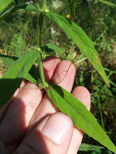 Lycopus amplectens, photographed by Will McFarland