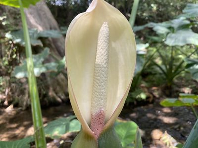 Xanthosoma robustum, photographed by Claudio Cantú Muñiz