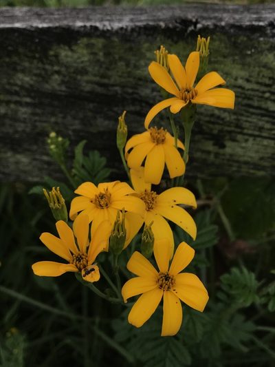 Tagetes zypaquirensis, photographed by Nicolás Baresch Uribe