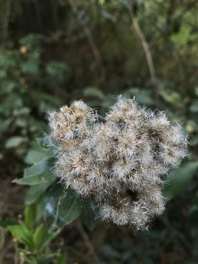 Baccharis prunifolia, photographed by Nicolás Baresch Uribe