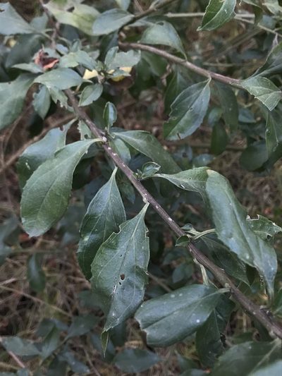 Baccharis prunifolia, photographed by Nicolás Baresch Uribe