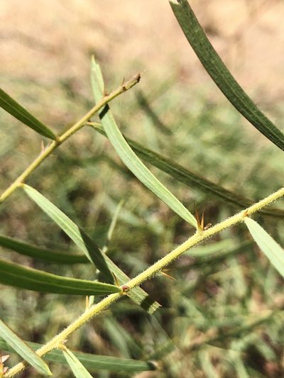 Acacia victoriae, photographed by elawrey
