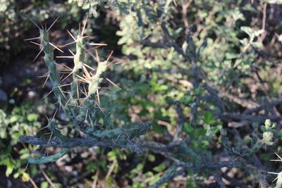 Cylindropuntia kleiniae, photographed by Francisco Martínez González
