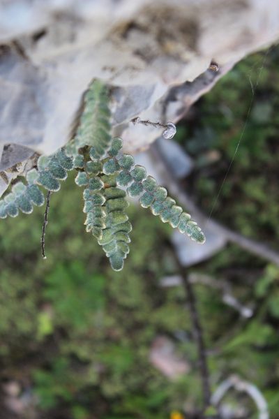 Astrolepis crassifolia, photographed by Francisco Martínez González