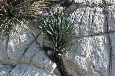 Agave victoriae-reginae, photographed by Francisco Martínez González