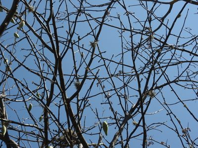 Funastrum pannosum, photographed by Oscar Alejandro Morales Juárez