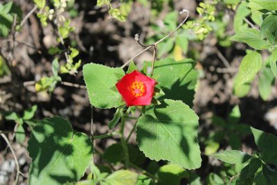 Hibiscus martianus, photographed by Francisco Martínez González