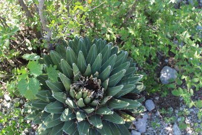 Agave victoriae-reginae, photographed by Francisco Martínez González