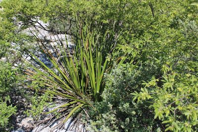 Hesperaloe funifera, photographed by Francisco Martínez González