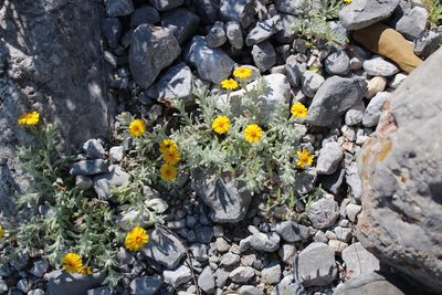 Thymophylla micropoides, photographed by Francisco Martínez González
