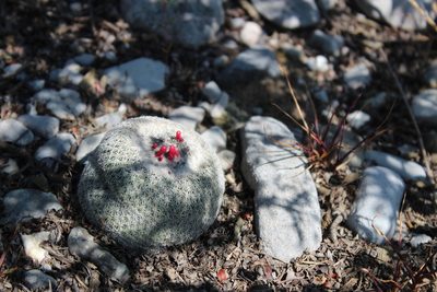 Epithelantha greggii, photographed by Francisco Martínez González