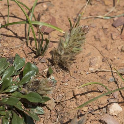 Ptilotus spathulatus, photographed by Kym Nicolson