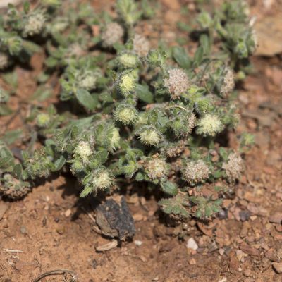 Calotis hispidula, photographed by Kym Nicolson