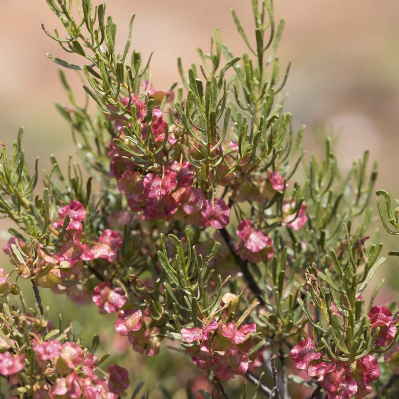 Dodonaea lobulata, photographed by Kym Nicolson