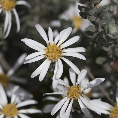 Olearia pimeleoides, photographed by Kym Nicolson
