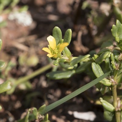 Roepera crenata, photographed by Kym Nicolson