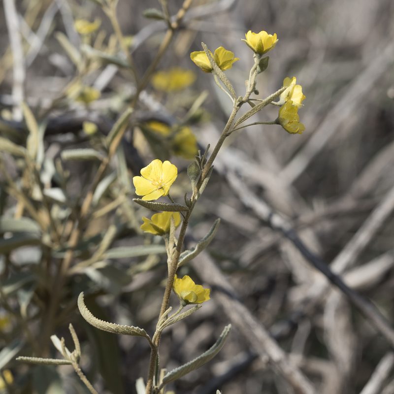 Sida petrophila, photographed by Kym Nicolson