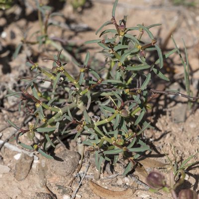 Euphorbia tannensis, photographed by Kym Nicolson