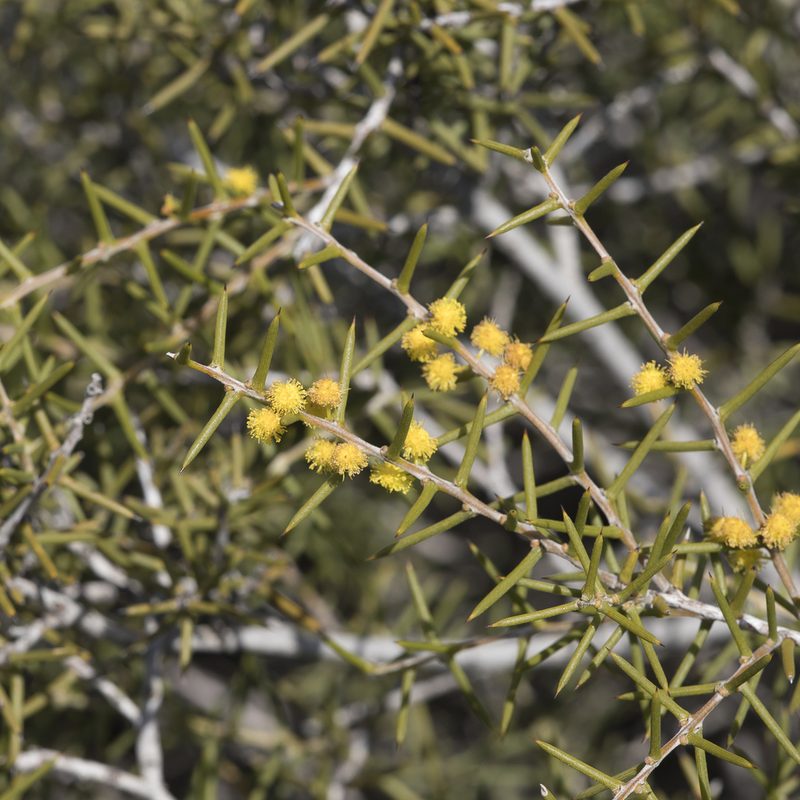Acacia nyssophylla, photographed by Kym Nicolson