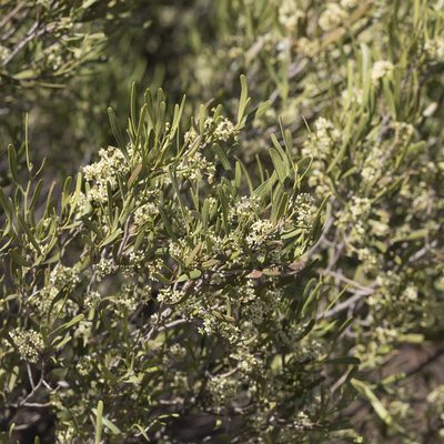 Geijera linearifolia, photographed by Kym Nicolson