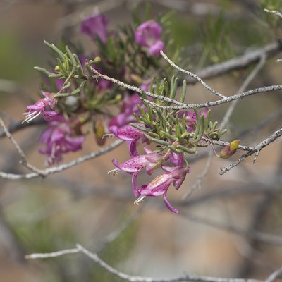 Eremophila alternifolia, photographed by Kym Nicolson