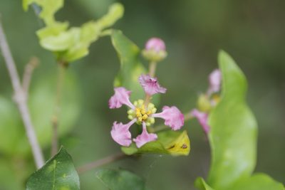 Mascagnia lilacina, photographed by Juan Cruzado Cortés
