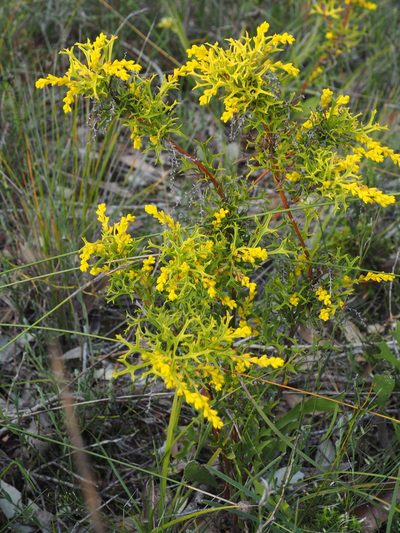 Synaphea polymorpha, photographed by Brett Coulstock