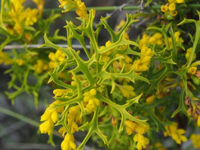 Synaphea polymorpha, photographed by Brett Coulstock