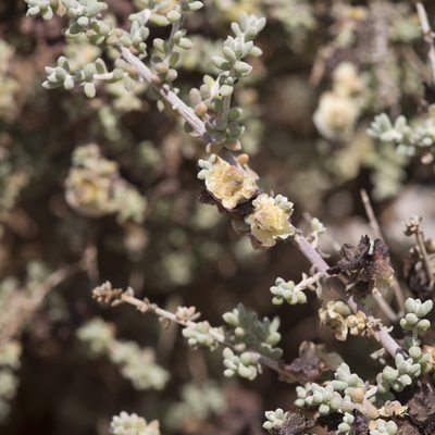 Maireana pyramidata, photographed by Kym Nicolson
