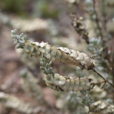Maireana trichoptera, photographed by Kym Nicolson