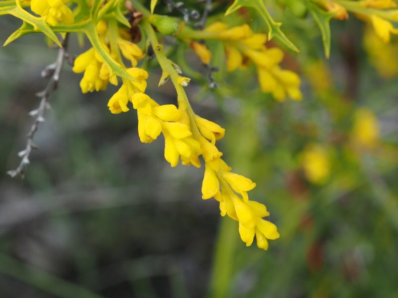 Synaphea polymorpha, photographed by Brett Coulstock