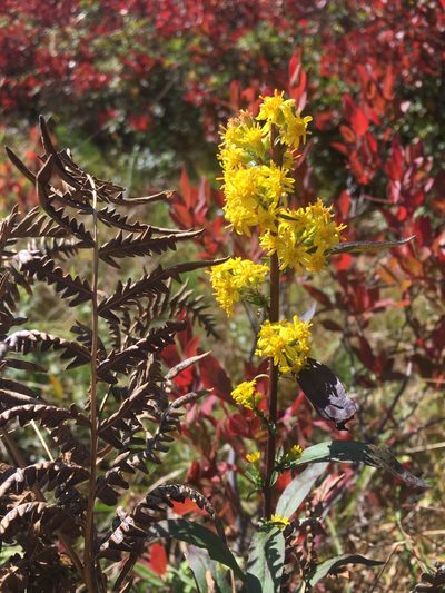 Solidago speciosa, photographed by Sean Grasing