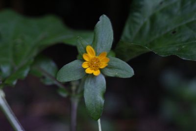 Melampodium perfoliatum, photographed by Jake Rehage