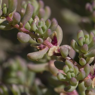 Osteocarpum acropterum, photographed by Kym Nicolson