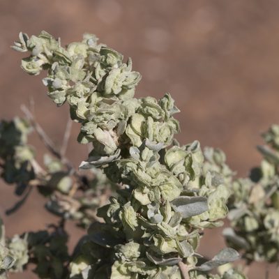 Atriplex vesicaria, photographed by Kym Nicolson