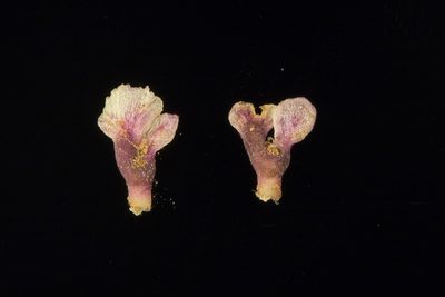 Osteocarpum acropterum, photographed by Kym Nicolson