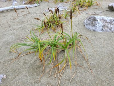 Carex macrocephala, photographed by Chris Ratzlaff