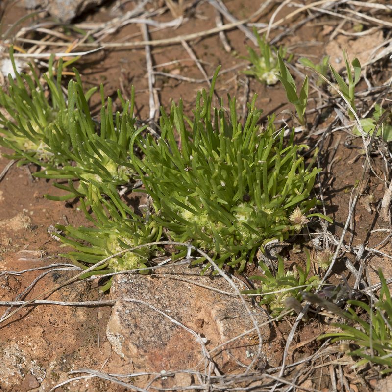 Isoetopsis graminifolia, photographed by Kym Nicolson