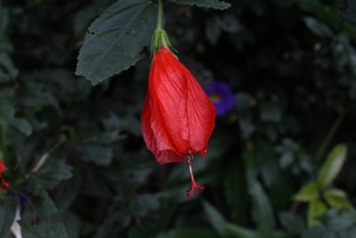 Malvaviscus penduliflorus, photographed by Jake Rehage